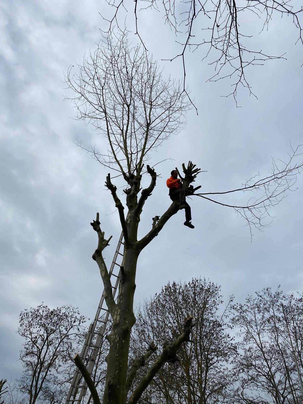 Grimpeur en arbre à Melun